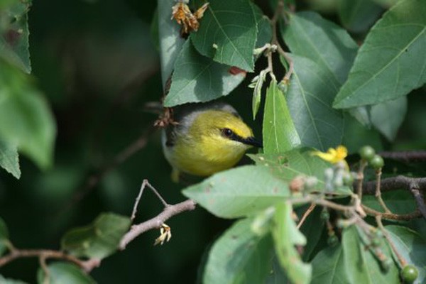 Green-capped Eremomela