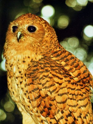 Pel's Fishing-owl