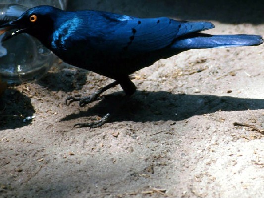 Greater Blue-eared Starling