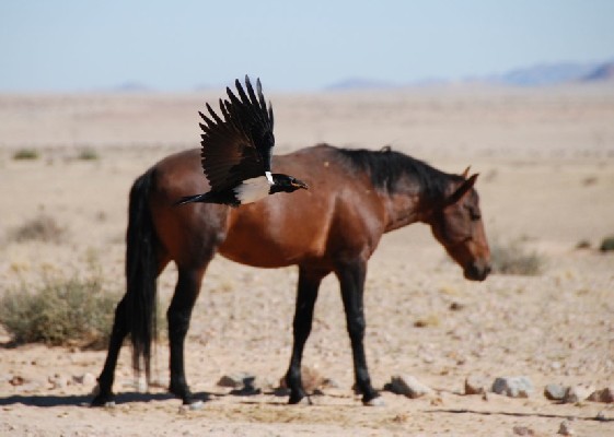 Pied Crow with wild horse