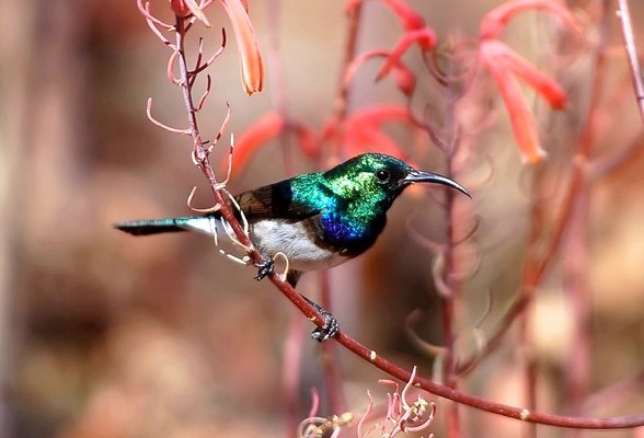 White-bellied Sunbird