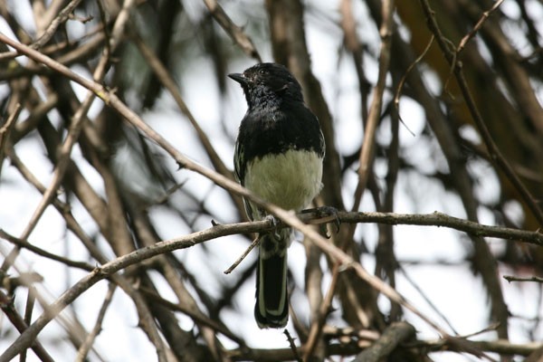 White-bellied tit