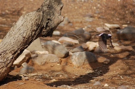 White-crowned Black Wheatear flying