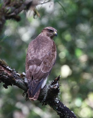 Mountain Buzzard