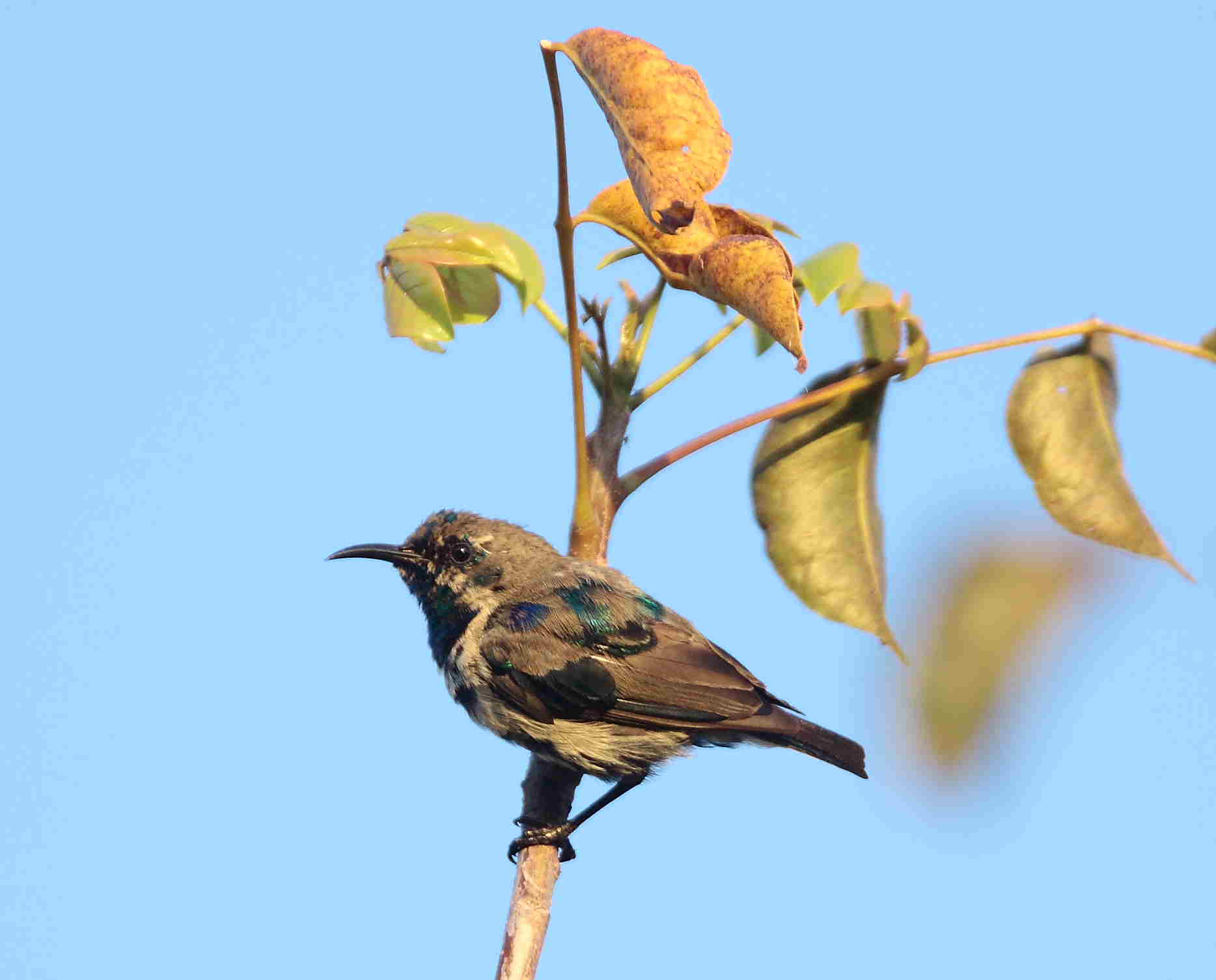 Pemba Sunbird, male in transitional plumage