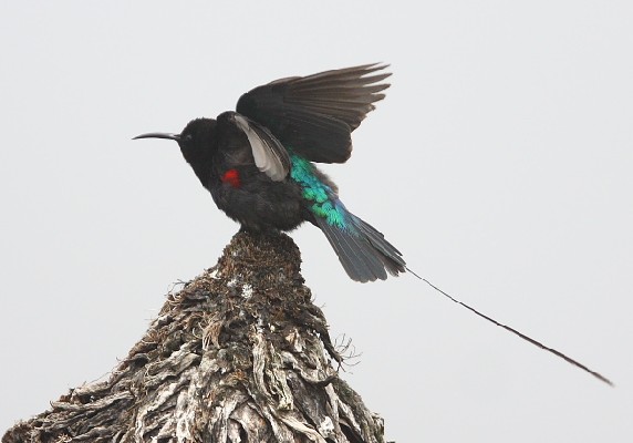 Scarlet-tufted Malachite Sunbird
