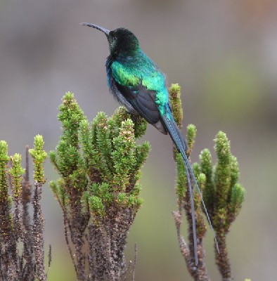 Scarlet-tufted Malachite Sunbird
