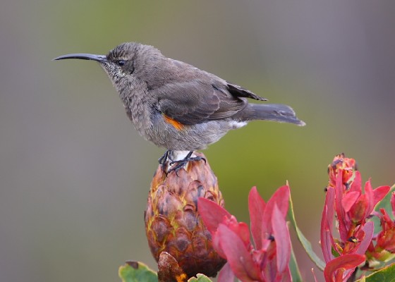 Scarlet-tufted Malachite Sunbird
