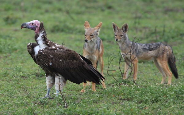 Lappet-faced Vulture - watched by Bl-b Jackals