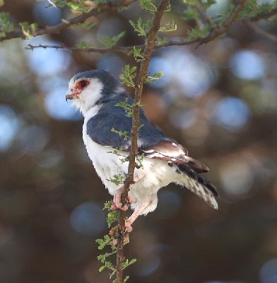 Pygmy Falcon