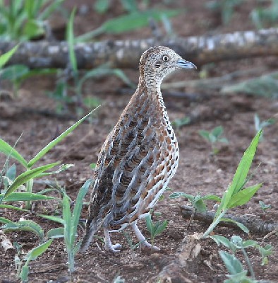 Kurrichane Buttonquail
