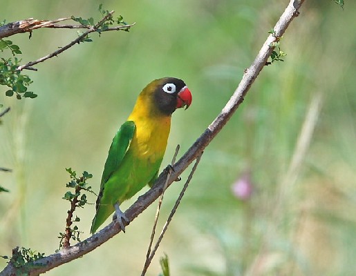 Yellow-collared Lovebird