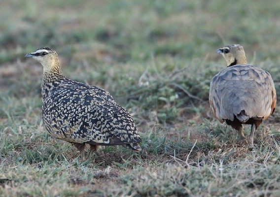 Yellow-throated Sandgrouse