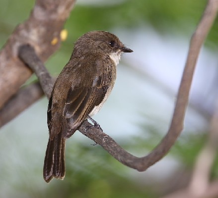 Swamp Flycatcher