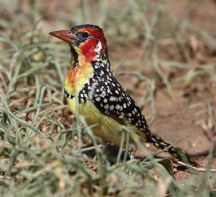 Red-and-yellow Barbet