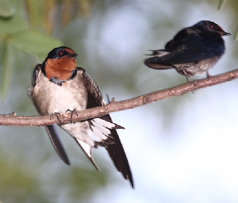 Angola Swallow