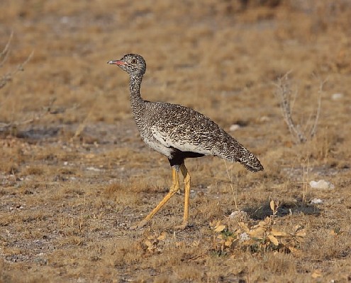 White-quilled Bustard