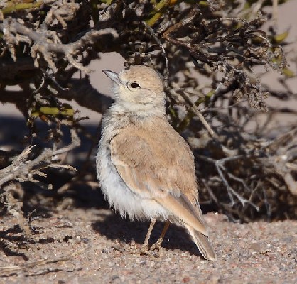 Gray's Lark