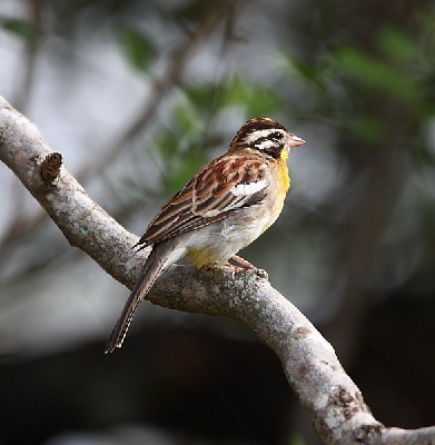 Golden-breasted Bunting