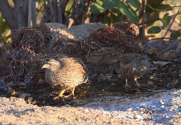 Hartlaub's Spurfowl