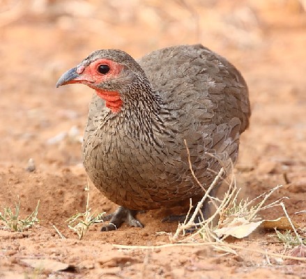Swainson's Spurfowl