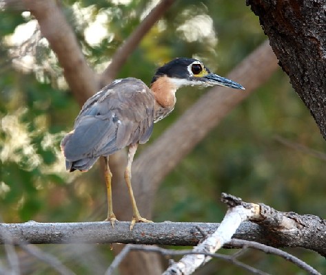 White-backed Night Heron