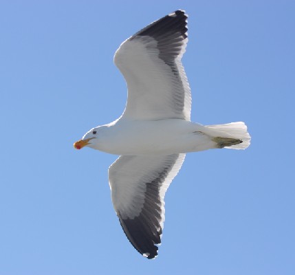 Cape Gull