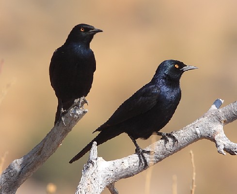 Pale-winged Starling