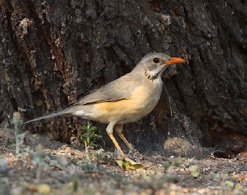 Kurrichane Thrush