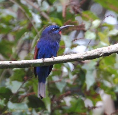 Blue-moustached Bee-eater
