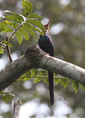 White-headed Wood-hoopoe