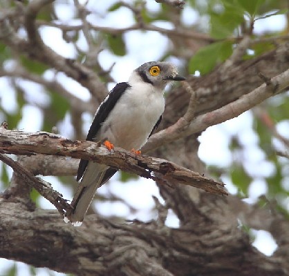 White Helmet-Shrike ssp. poliocephalus