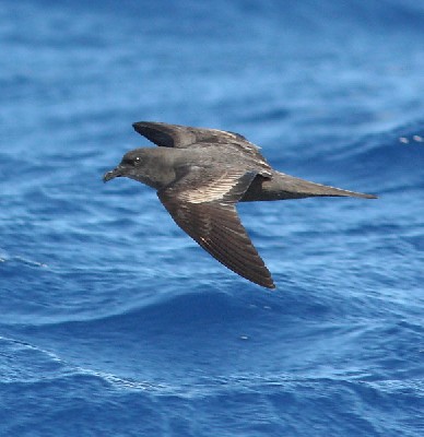 Bulwer's Petrel - Bulweria bulwerii