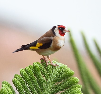 European Goldfinch - ssp. parva