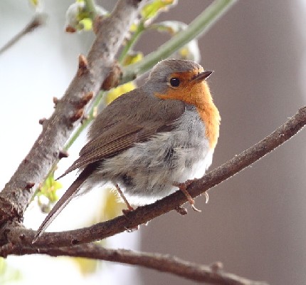 European Robin