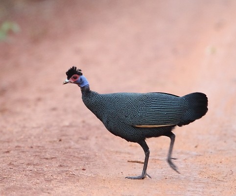 Eastern Crested Guineafowl