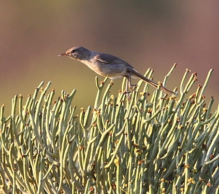 Subdesert Brush Warbler 