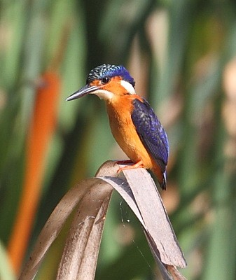 Madagascar Kingfisher