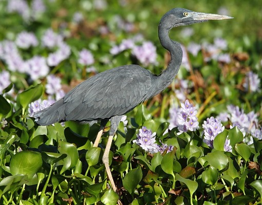 Humblot's Heron