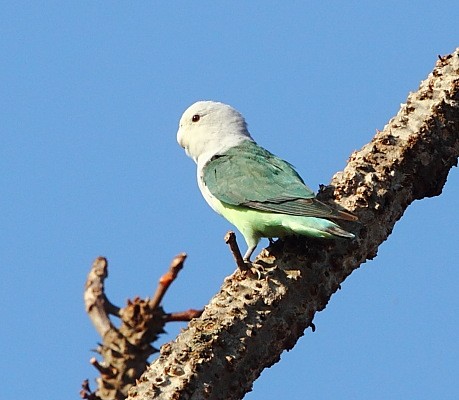 Grey-headed Lovebird