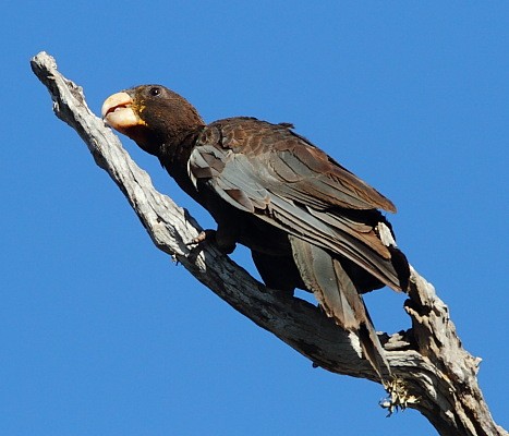 Greater Vasa Parrot