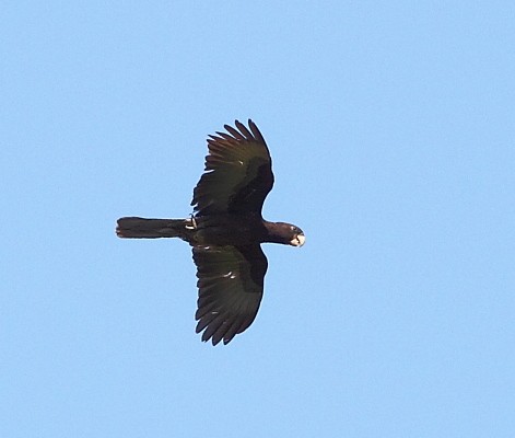 Lesser Vasa Parrot in flight
