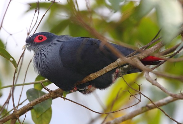 Madagascar Blue Pigeon