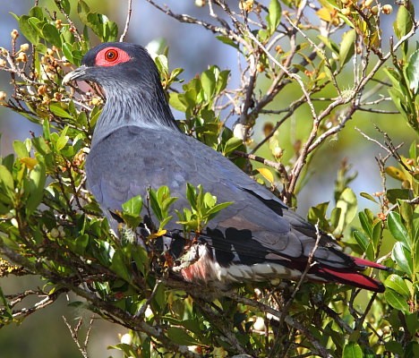 Madagascar Blue Pigeon
