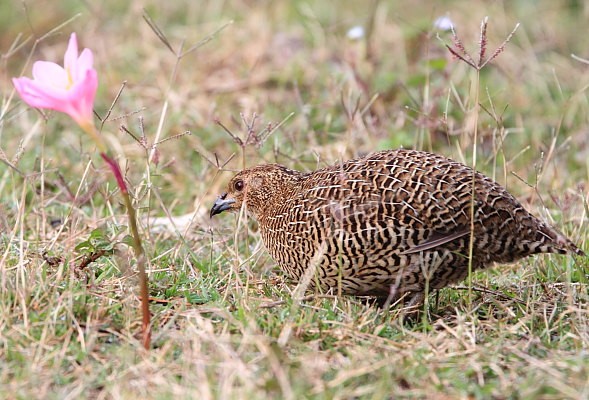 Madagascar Partridge