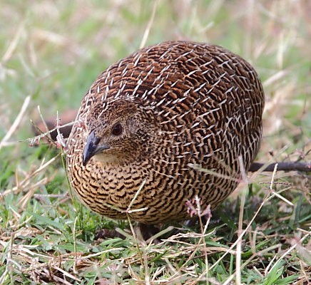 Madagascar Partridge