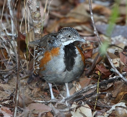 Madagascar Buttonquail