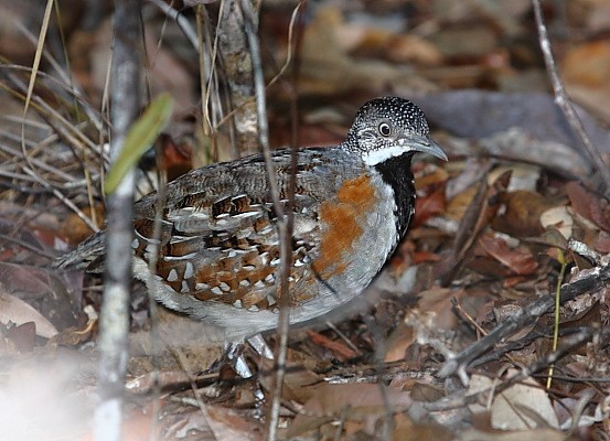 Madagascar Buttonquail