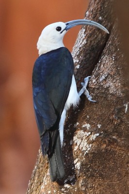 Sickle-billed Vanga