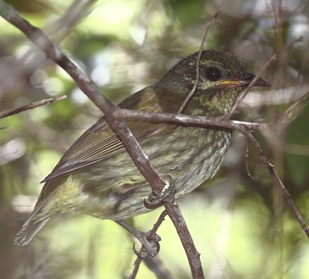 Velvet Asity probably juvenile